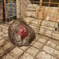 مرغ پاکوتاه