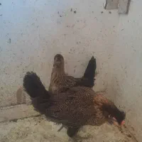 ۲عدد نوچه مرغ قلم سیاه خاص