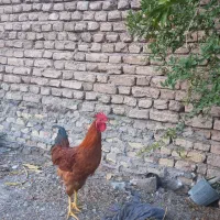 خروس