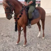 اسب کرد عرب