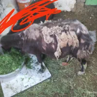 میش مناسب قربانی