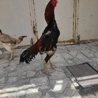 یک خروس دوعدد مرغ اوشامو