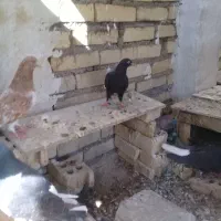 کبوتر لوت هویزه سوسنگرد