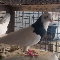 ماده طوق سیاه