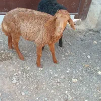 بره بزغاله میش بز