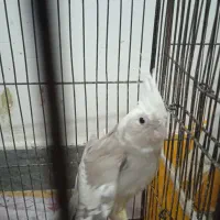 طوطی عروس