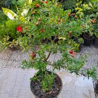 گل در فضای باز