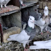 نر ماده طوقی