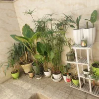 فروش انواع گل و گدان خانگی