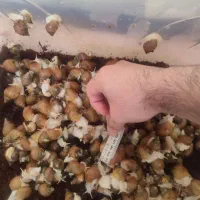 حلزون آلبینو آچاتینا ۱ تا ۵ سانتی زیر قیمت همه