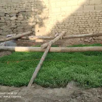 نیشاء فروشی (شیتیل)