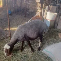 شیرگوسفندشیر بز وشیر میش درجه یک پرچرب