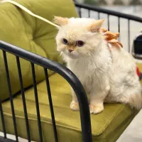 گربه ی بریتیش