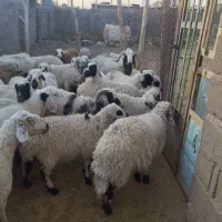 بیست راس میش
