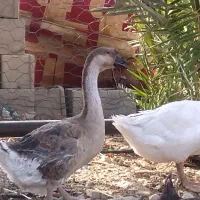 غو غاز نر و ماده