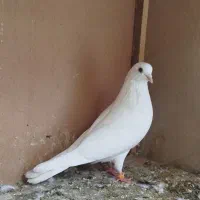 کبوتر نر