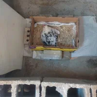 فروش 1عددمرغ کرک گلین با11عددجوجه.