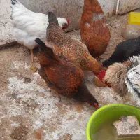 تخم مرغ نطفه دار