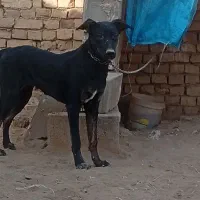 سگ ماده مالینیوز