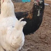 فروش دو عددنیمچه خروس