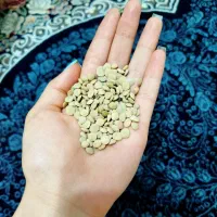 عدس تازه و ارگانیک