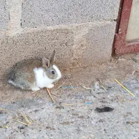 فروش تعدادی توله خرگوش