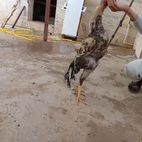 خروس لاری