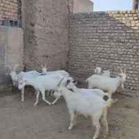 بزسانن و نربز یک و نیم ساله قیمت مناسب