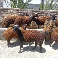 بره ماده درجه یک