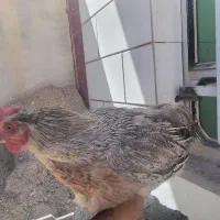 مرغ خروس گلین کرچ