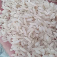 برنج طارم هاشمی درجه یک  خالص از دستان کشاورز