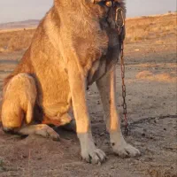 یک عدد سگ سرابی