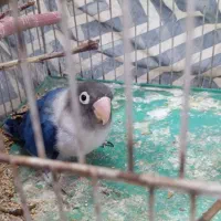 یه جفت کوتوله .روی تخم