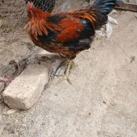خروس محلی