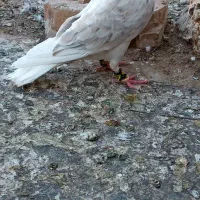 کفتر