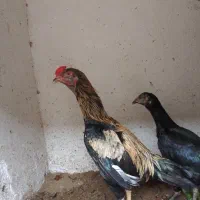مرغ و خروس لاری