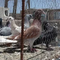 چند تا کبوتر کفتر کپوت مفت