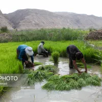 فروش دو کرته تخم برنج فجر