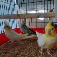 عروس هلندی جفت
