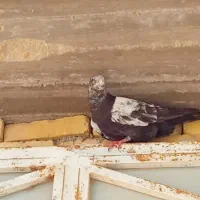 کبوتر قدیمی