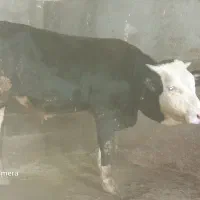 فروش ۲راس گوساله نر چاق کشتاری