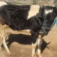 گاو هلشتاین شکم اول گوساله نر سوییسی