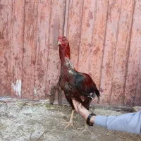 خروس لاری