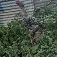 مرغ لاری کوکو (معاوضه با طاووس)