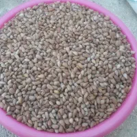 بام برا فروش هرکی خاست درخدمتتم