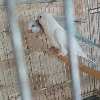 راهب مولد