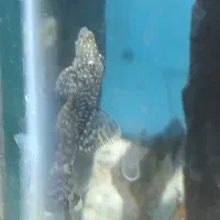 لجن خوار