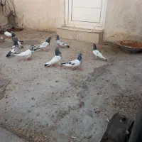 کبوتر پاکستانی