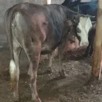 گوساله ماده