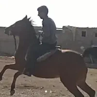 سلام خدمت عشق بازان در صنعت اسب